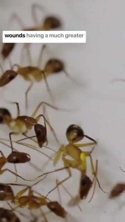 Some species of ants are capable of performing a surgery.