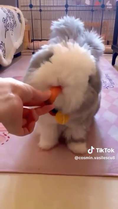 anyone know what breed this guy is?