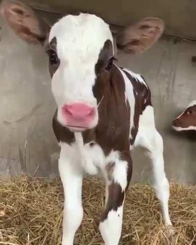 Sharing this Angel face to brighten the day 🌞