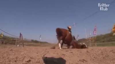Horse Plays Dead When Anyone Tries to Ride It