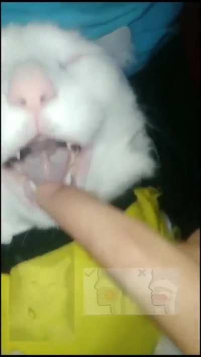 Wunk attaining peak male physique 