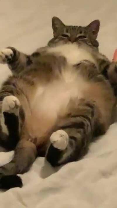 My friend’s cat in all her sleek glory