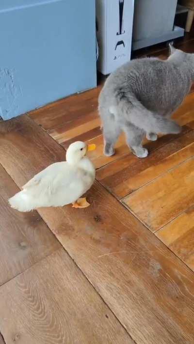 don't touch my tail...