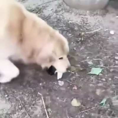 Wunk gets brutally eaten alive