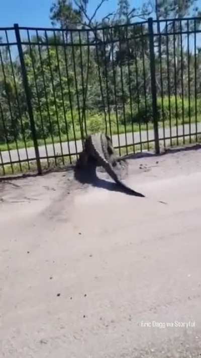 Alligator bends fence apart in order to escape