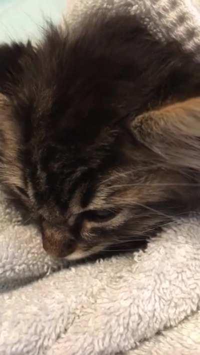 Purring in a warm towel after his bath