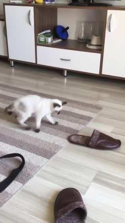 My newly adopted cat saving me from evil slipper