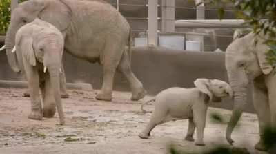 "What'cha doin' there? C'mon, let's PLAAAAY!" - Baby Elephant