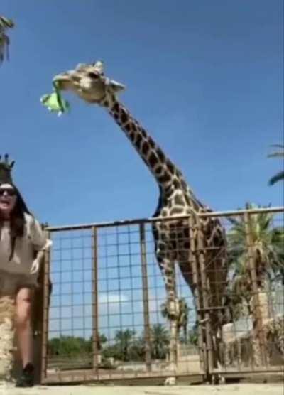 WCGW feeding a Giraffe.