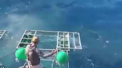 WCGW feeding a shark?
