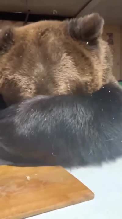 Dined the bear at the table
