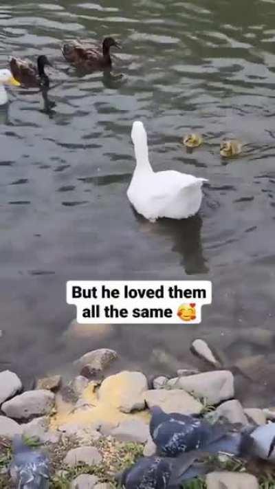 Goose becomes a foster dad