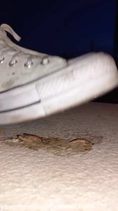 Girl crush worms in converse