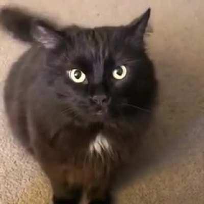 The nerves of this one.