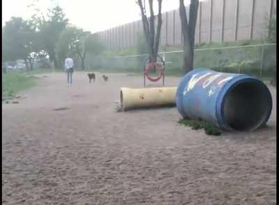 Dog goes to an off-leash park for the first time.