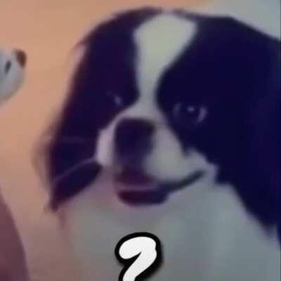 Perrito fachero facherito 😎