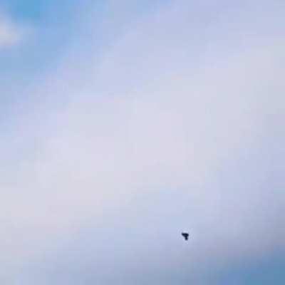 Peregrine Falcon strikes a pigeon