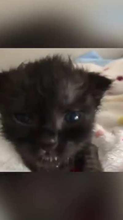 Purring & kneading 😻