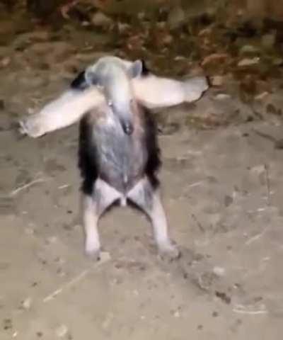 Me he encontrado a daz por la calle