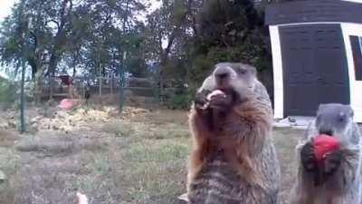 Groundhog steals farmer's crop and eats it in front of his security camera