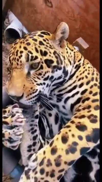 This absolute chonk of a sanctuary jaguar