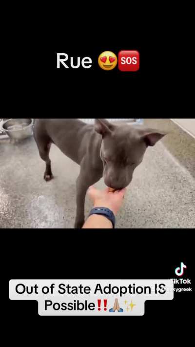 🆘 3/26 Urgent Now‼️😍 Meet adorable RUE A651453! She came in w/ her sister who was already adopted! 2 y/o pittie who is very dog &amp;amp; ppl friendly w/ lots of zoomies in the play yard! Urgently seeking loving forever home! 🫶🏼 612 Canino Rd. Houston, TX (Ad