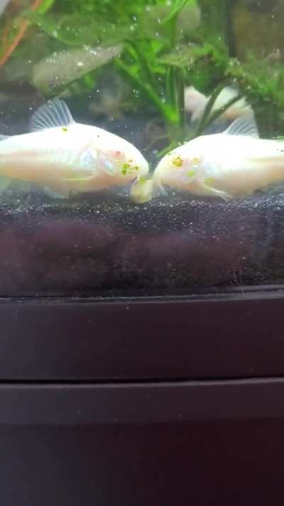 Very polite women! (Old video)