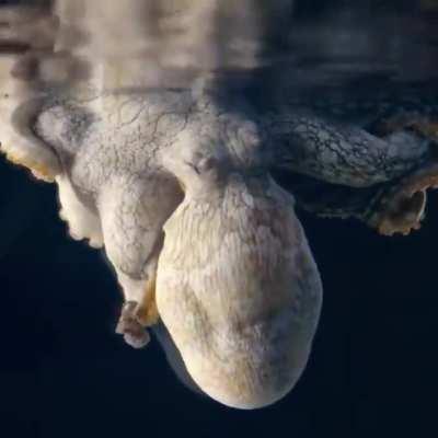 Sleeping Octopus Changes Color While Dreaming.