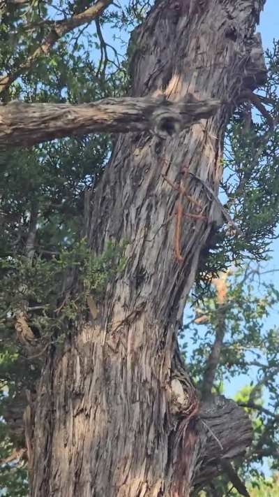 Giant walking stick spotted at Flying Armadillo today!