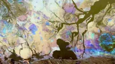 Polluted Water in East Palestine, Ohio