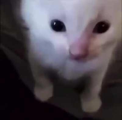 echoes herbert 😳😳