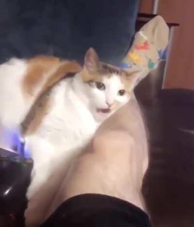 SAvaGE feLiNe mAULs hOStaGes WeLL DefINed LEg