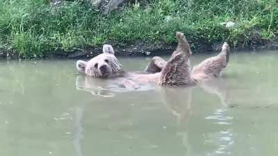 Sweet Sonya taking a satisfying soak in serenity at the Orphaned Wildlife Center.