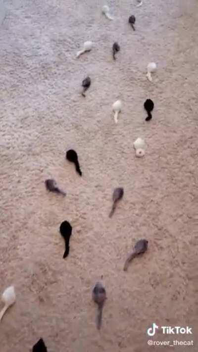 The one and only king.