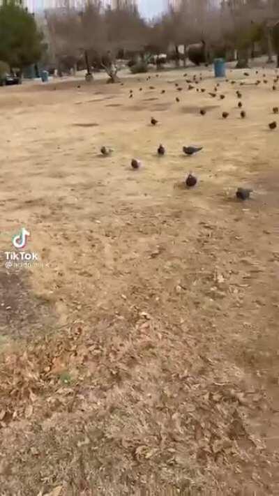 Jesus but make it McDonald’s