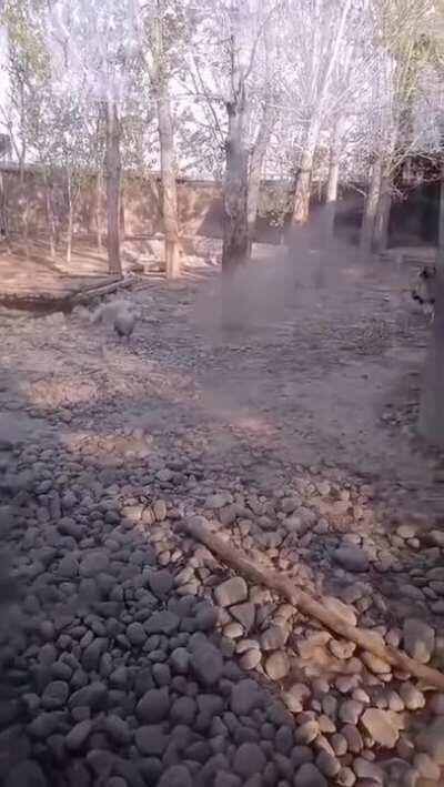 Battle goose and two kittens