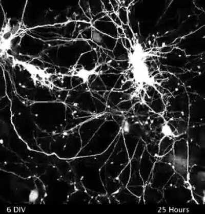 NEURONS MAKING SYNAPSES