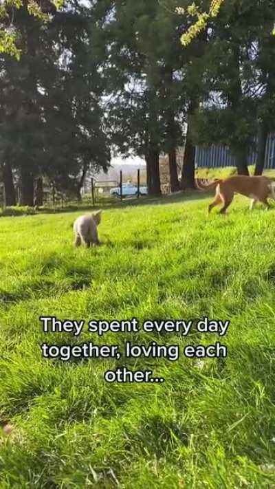 The story of a farm dog and the lamb he adopted