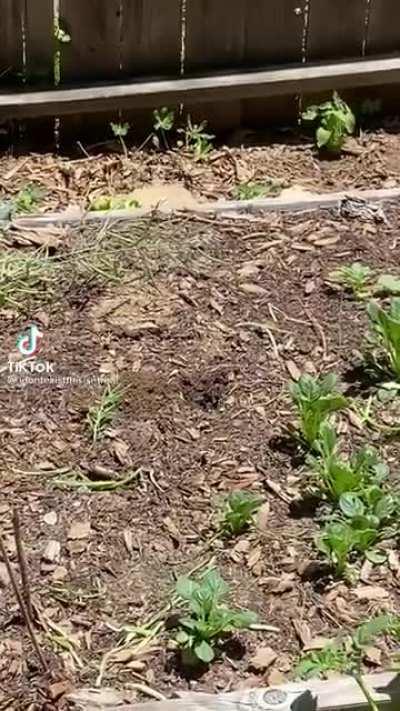 You didn't see a thing...