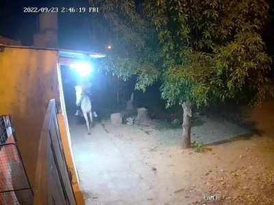 Chorros a caballo estaban por robar un foco y se asustaron al ver la cámara