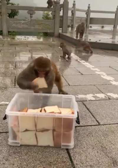 They were too hungry