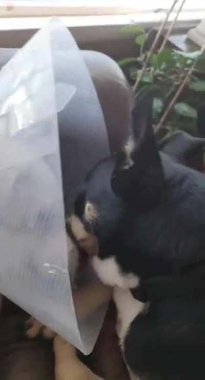 Lolo (in the cone) was crying so little brother Diesel brought him his favorite toy and gave him lots of kisses until he stopped crying and started to play