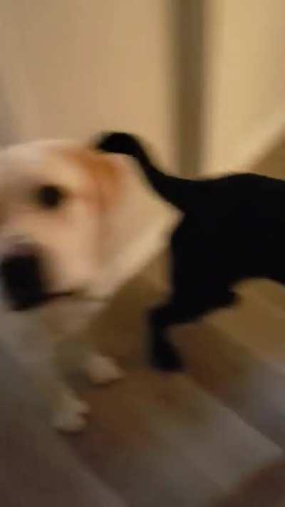 I am a professional service dog trainer and Roger (yellow lab) is my 