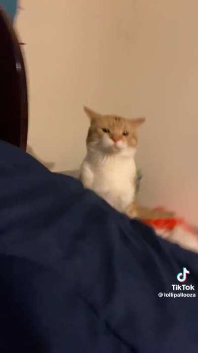 Who you talking to bitch?