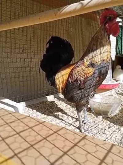 This absolute unit of a heavy metal rooster