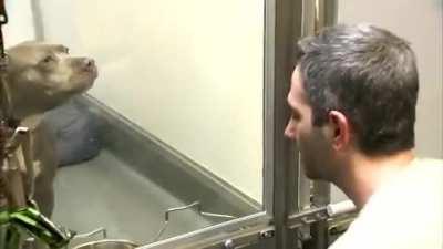 Dogs are being returned to shelters and adoption agencies in the U.S. after restrictions were lifted and people began to go back to work