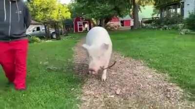 Esther brings a stick home with her