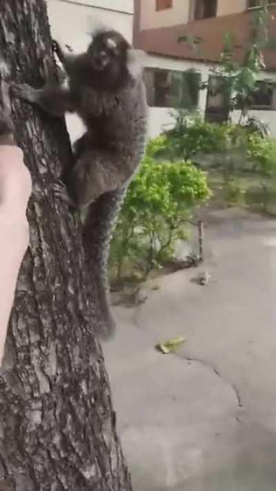 Sick Bastard Steals Baby Monkey and Puts It on the Freeway
