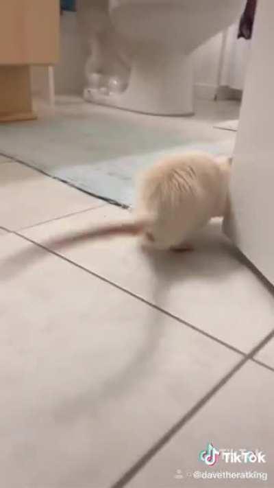 I found this video on TikTok and thought it was really great