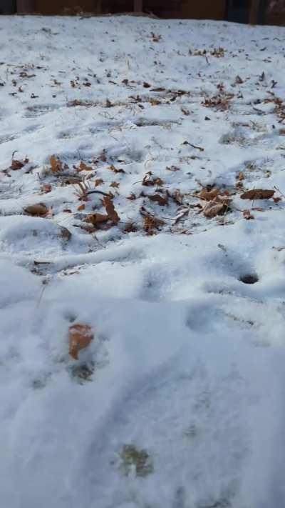 2023 Hide and Seek World Champion